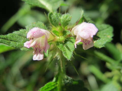 Image of Common hemp nettle