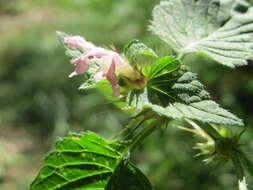 Image of Common hemp nettle