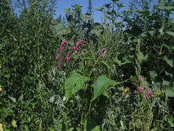 Persicaria orientalis (L.) Spach resmi