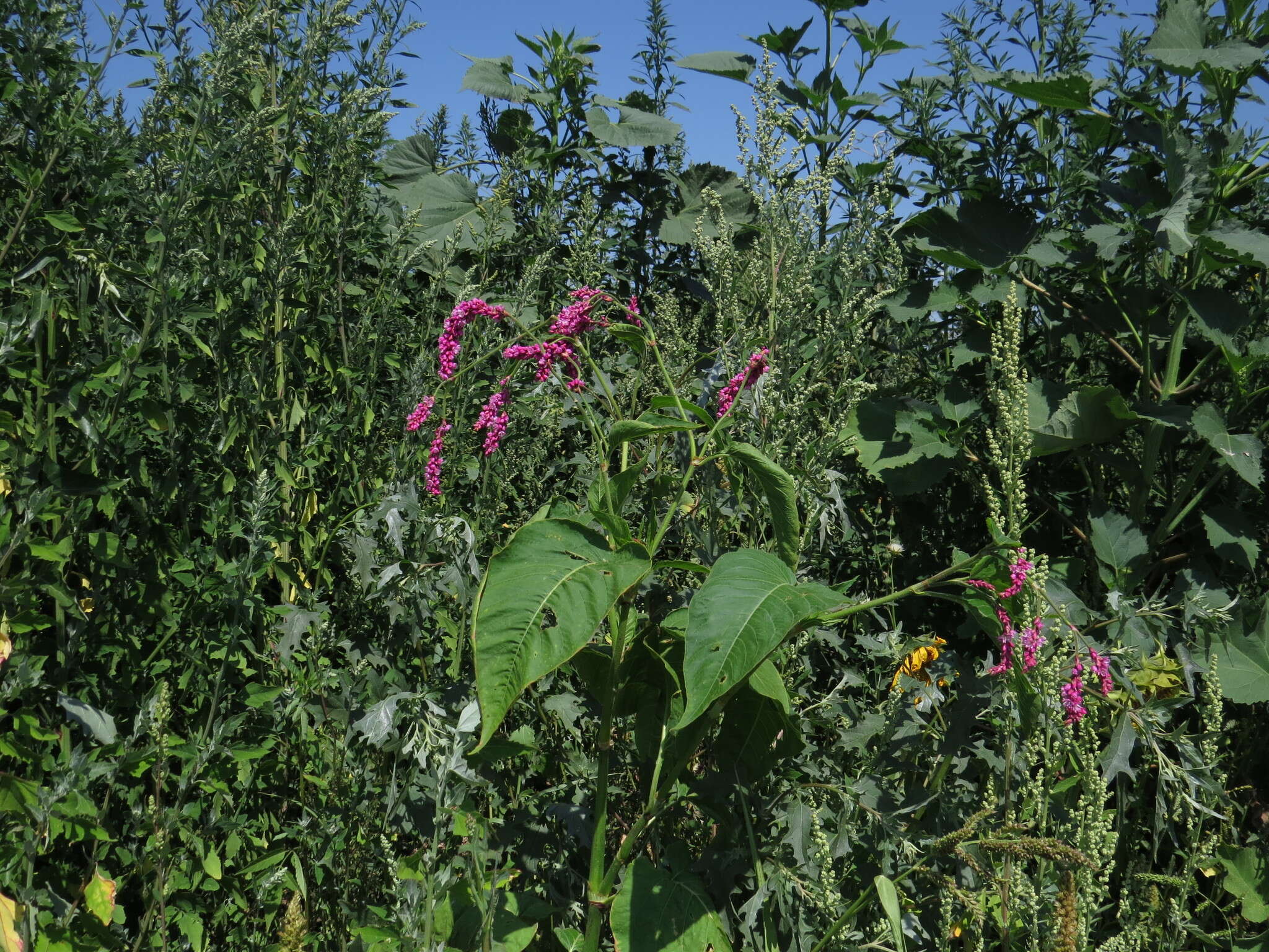 صورة Persicaria orientalis (L.) Spach