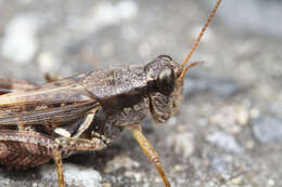 Melanoplus fasciatus (Walker & F. 1870) resmi