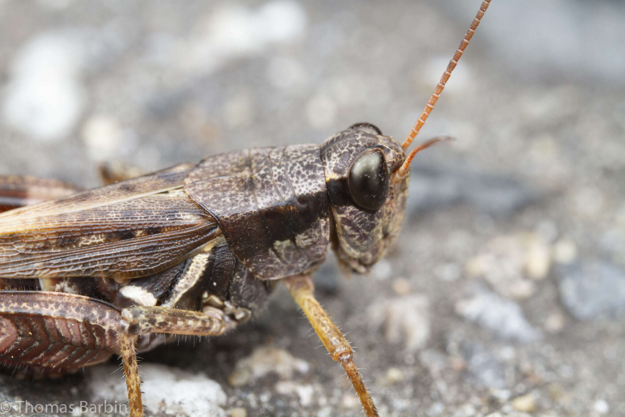 Melanoplus fasciatus (Walker & F. 1870) resmi