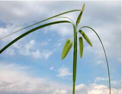 Image of Cyperus Sedge