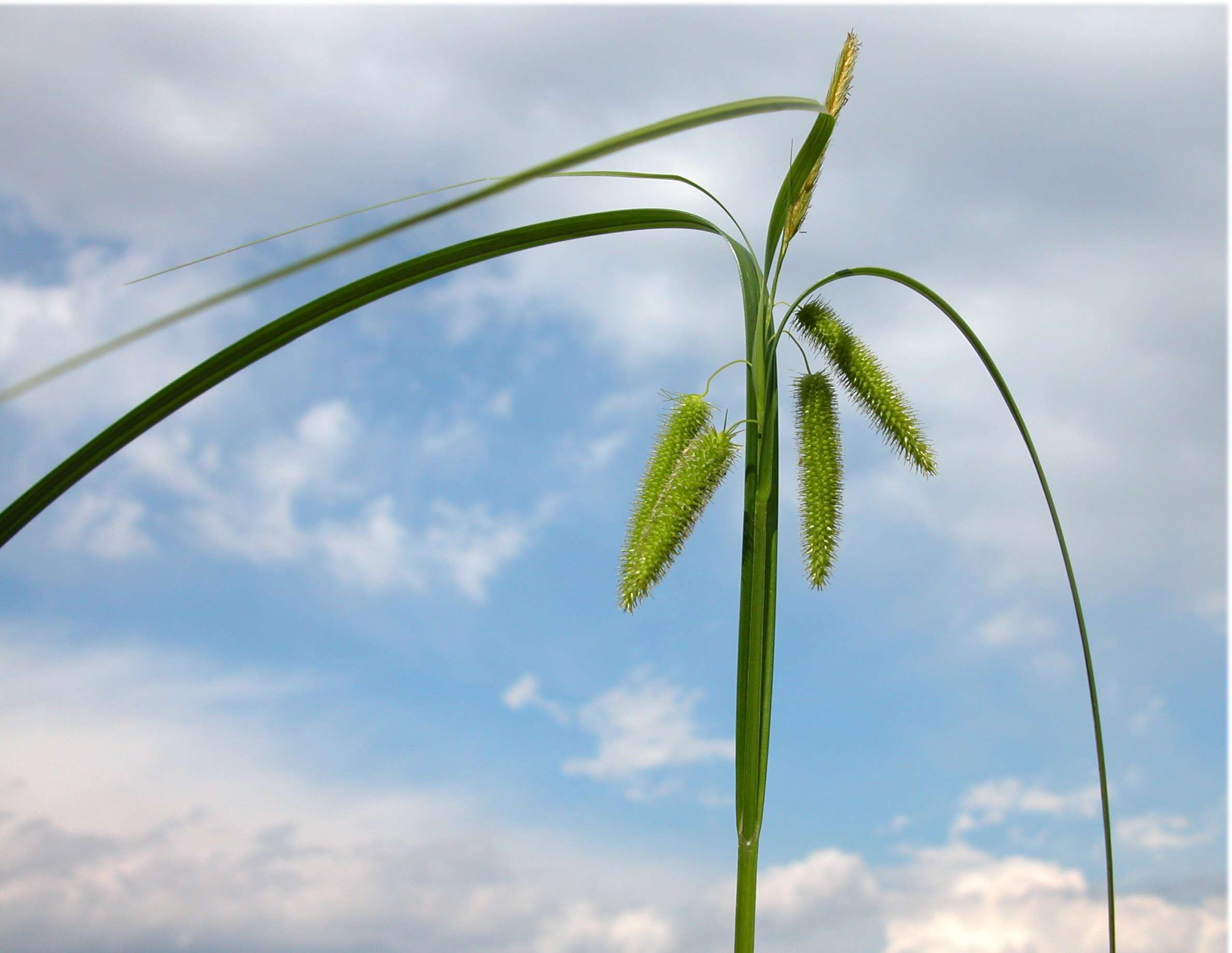 Image of Cyperus Sedge