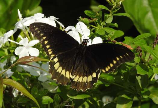 Sivun Battus polydamas (Linnaeus 1758) kuva