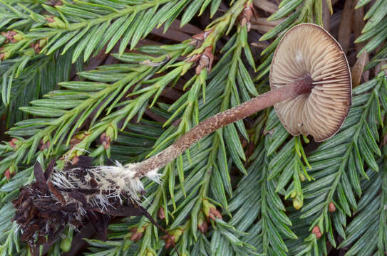 Image of Pseudobaeospora stevensii Desjardin 2004