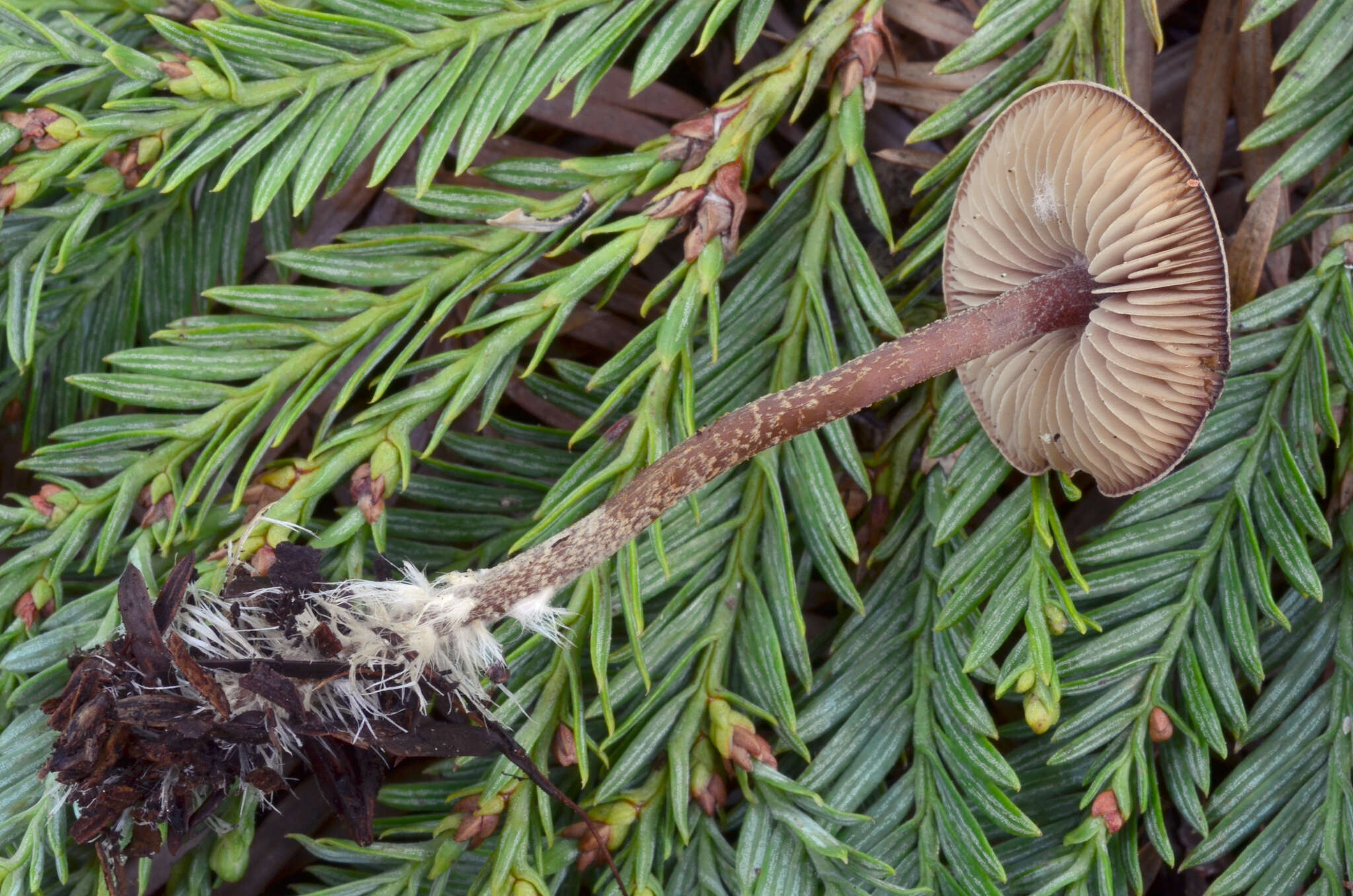 Imagem de Pseudobaeospora stevensii Desjardin 2004