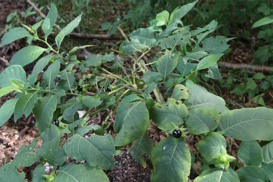 Plancia ëd Atropa belladonna L.