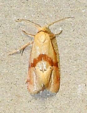 Image of Cochylis caulocatax Razowski 1984