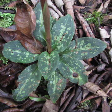 Plancia ëd Stenorrhynchos albidomaculatum Christenson