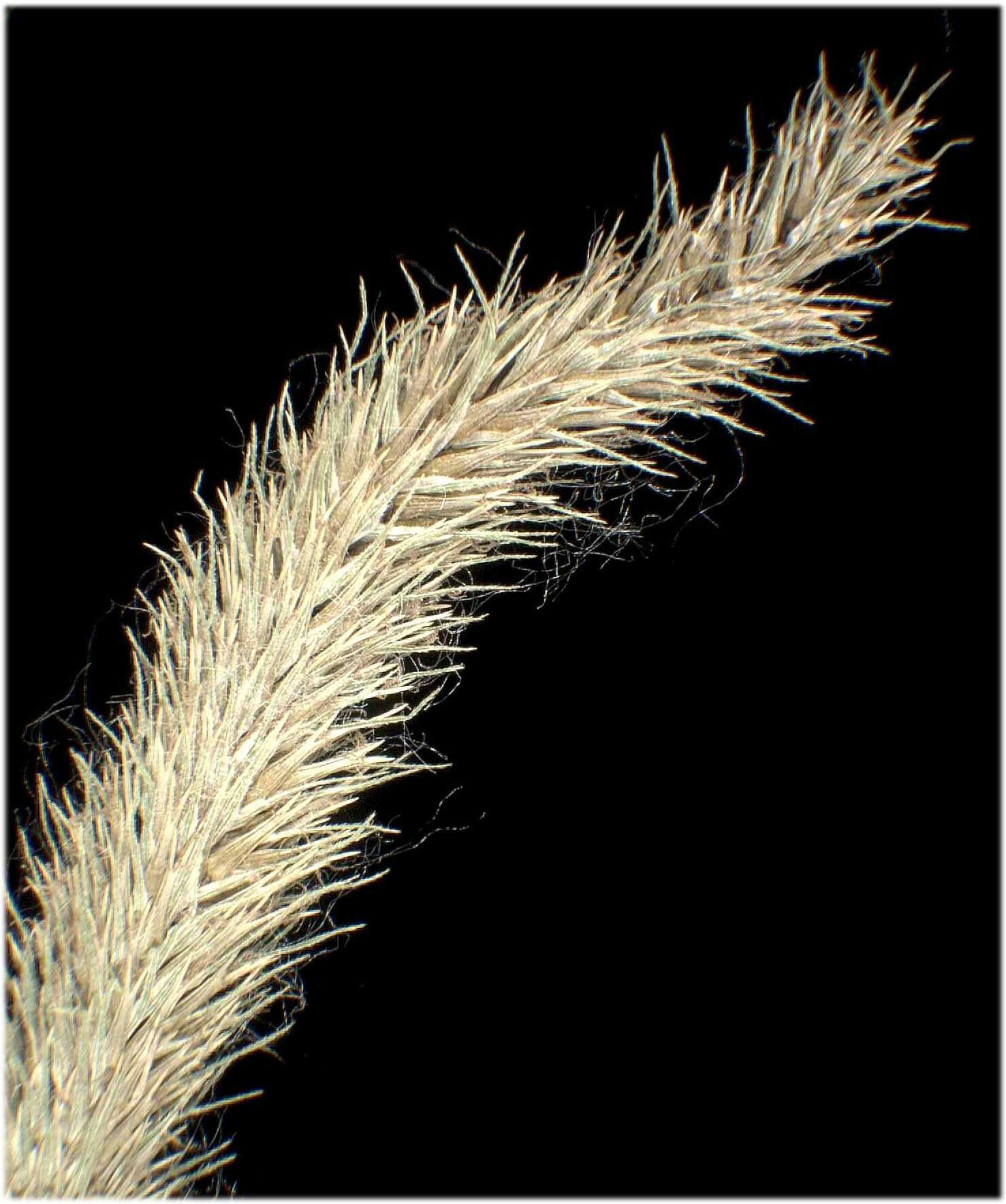 Image of Cyperus Sedge