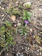 Image of Polygala tenuifolia Willd.