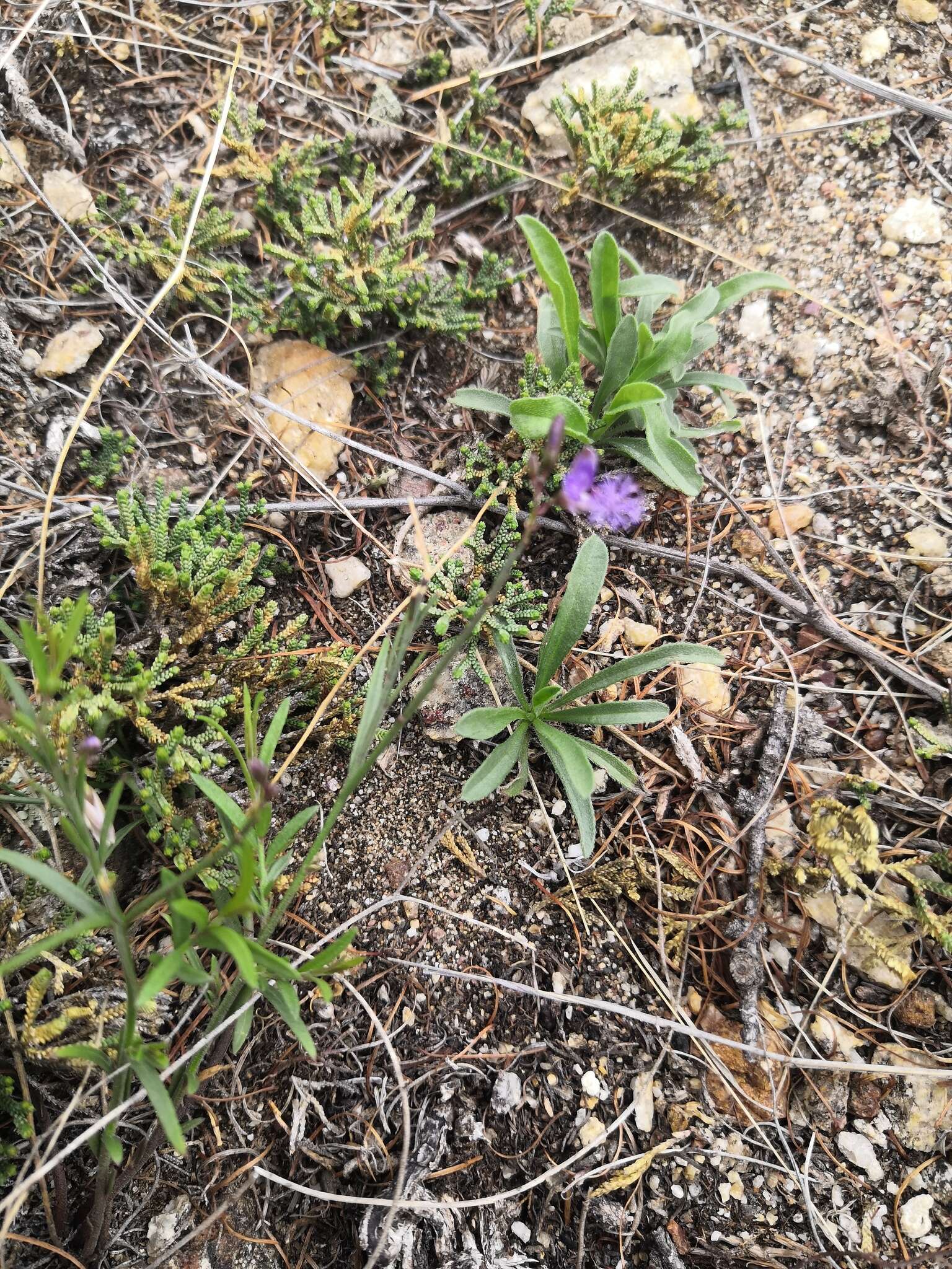 Image of Polygala tenuifolia Willd.