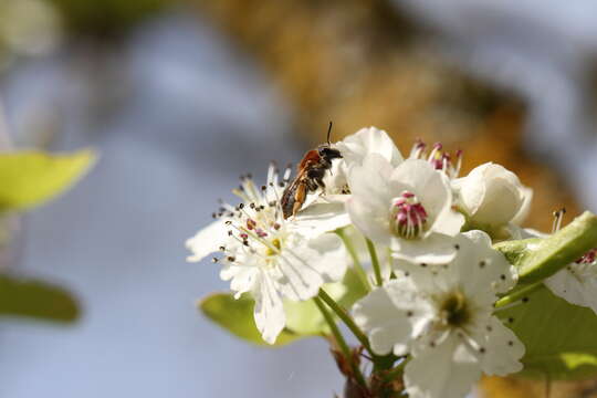 Image of early mining bee