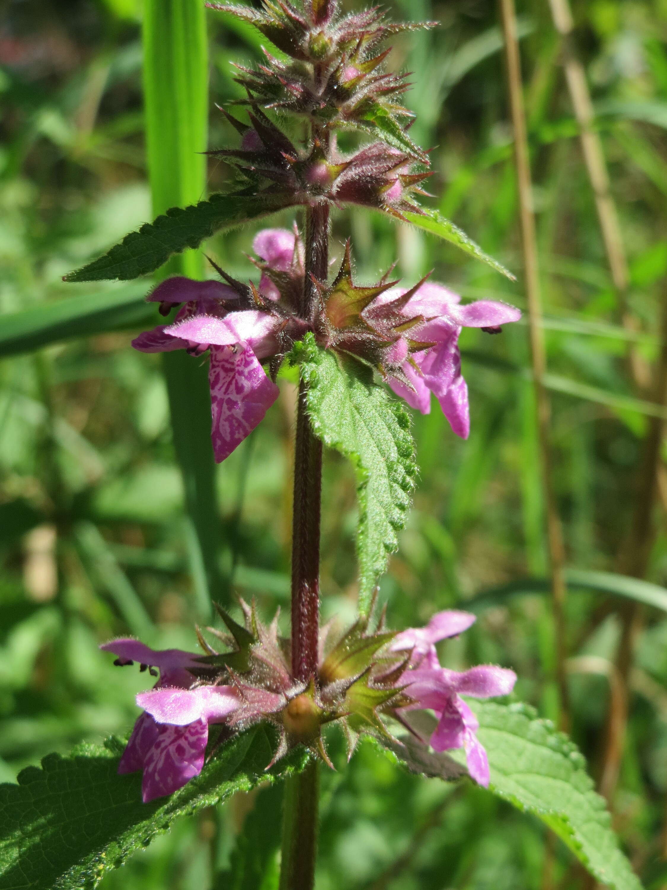 Image of Hedge-nettle