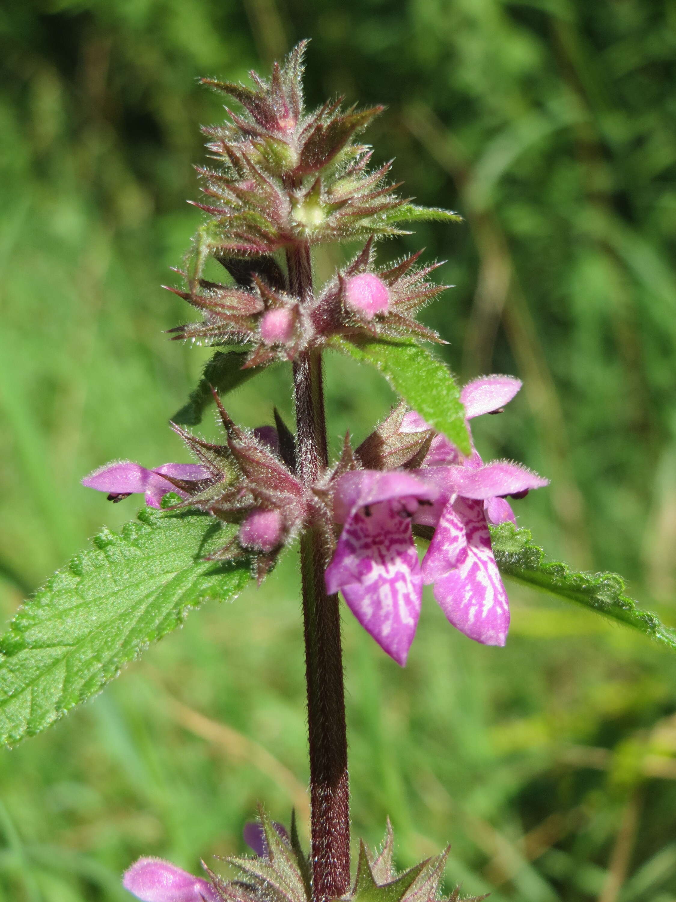 Слика од Stachys palustris L.