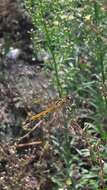 Image of spotted darter