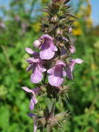 Слика од Stachys palustris L.