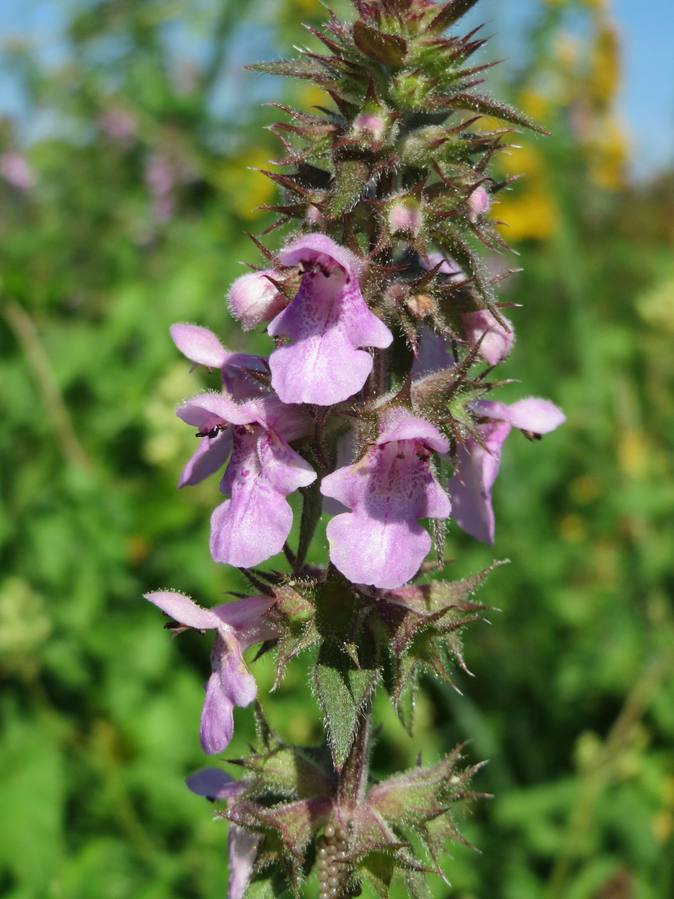 Слика од Stachys palustris L.