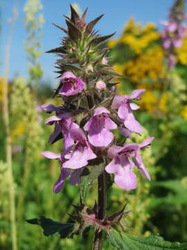 Image of Hedge-nettle