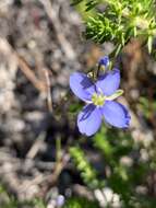 Image of Heliophila linearis var. linearis