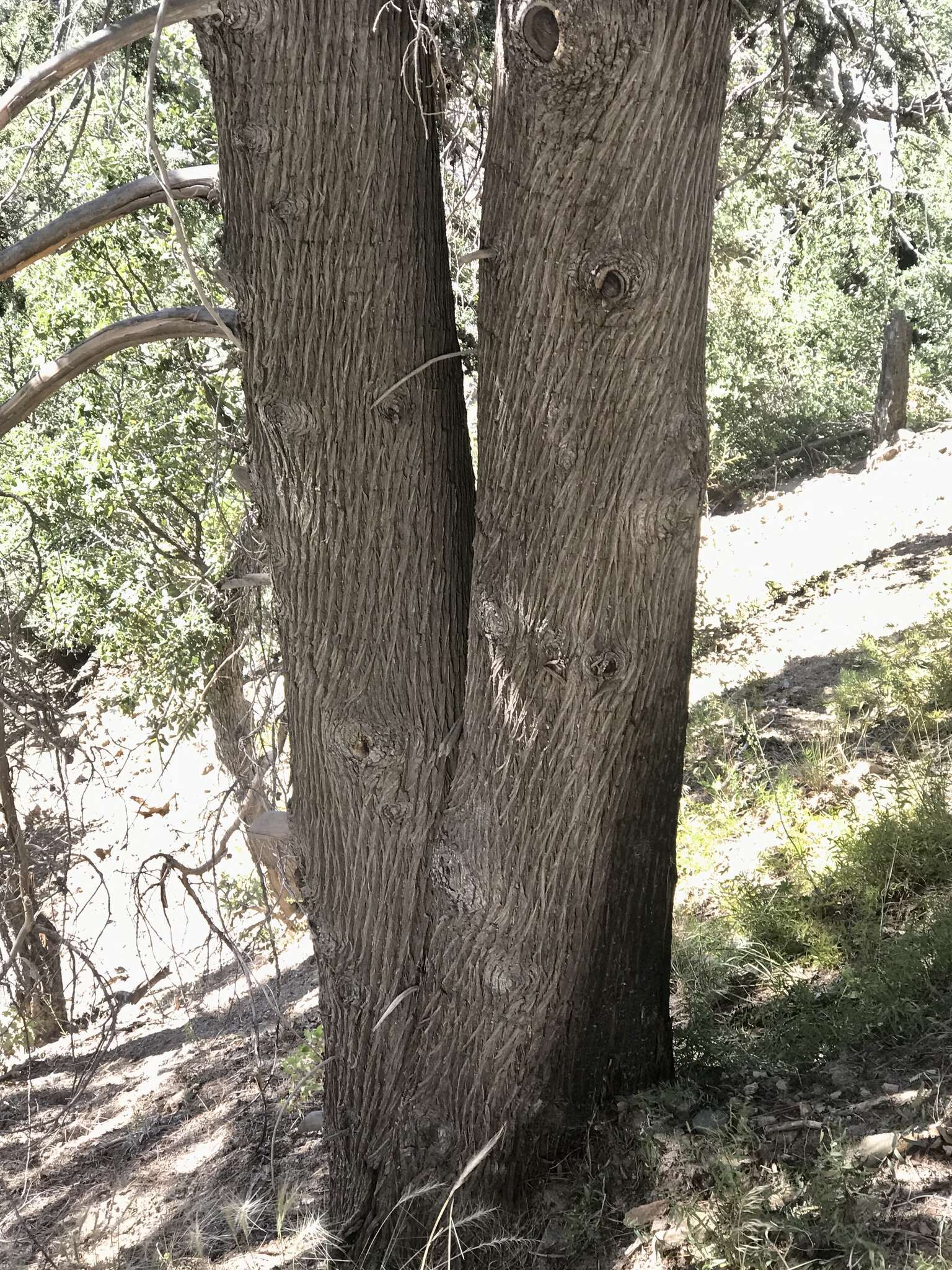 Image of Arizona Cypress