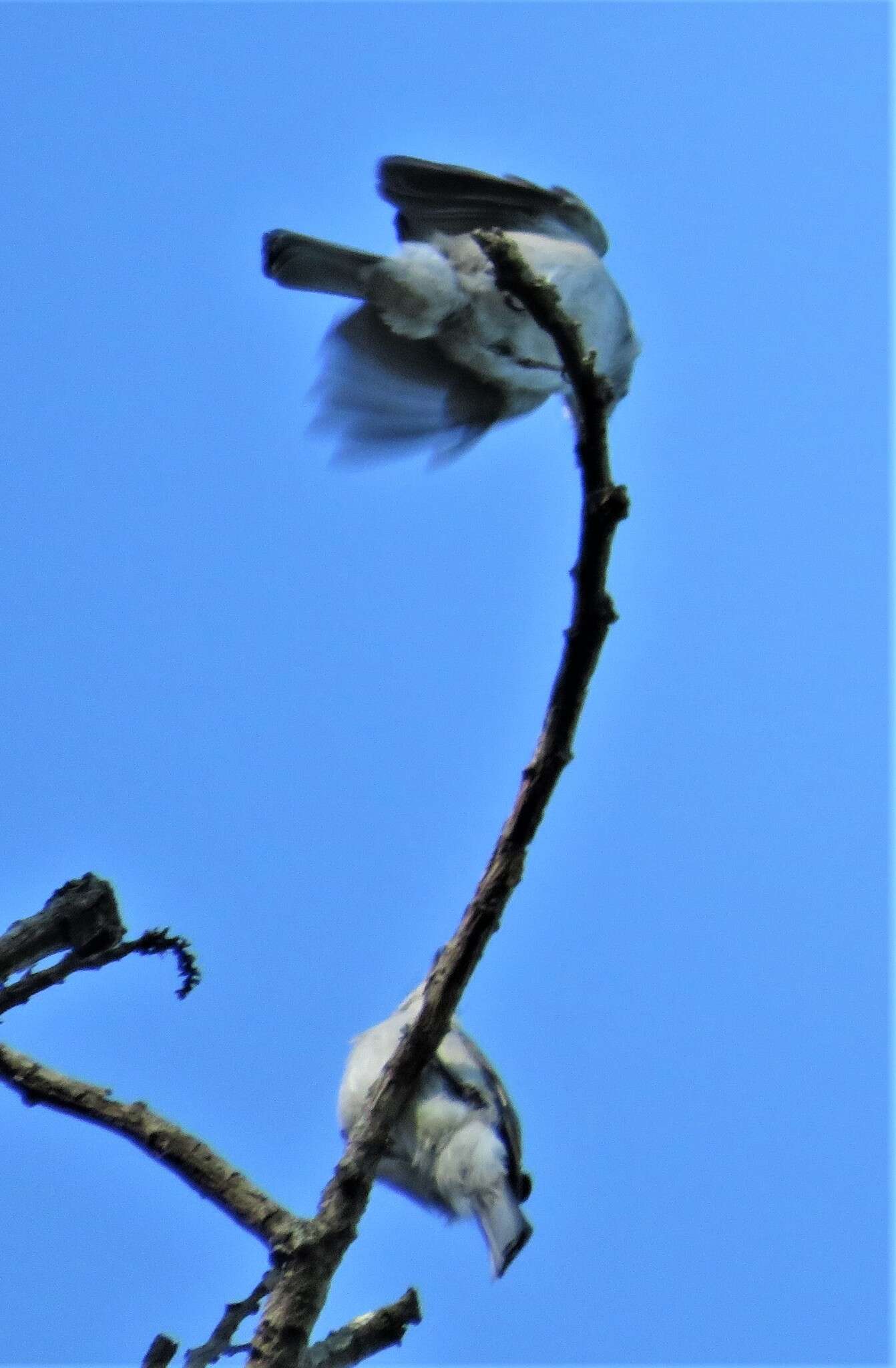 Image of <i>Fraseria <i>caerulescens</i></i> caerulescens