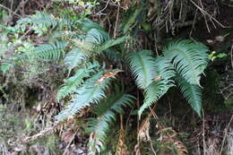 Image of Polystichum falcinellum (Sw.) C. Presl