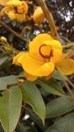 Senna viarum (Little) H. S. Irwin & Barneby resmi