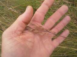 Image of common russet grass