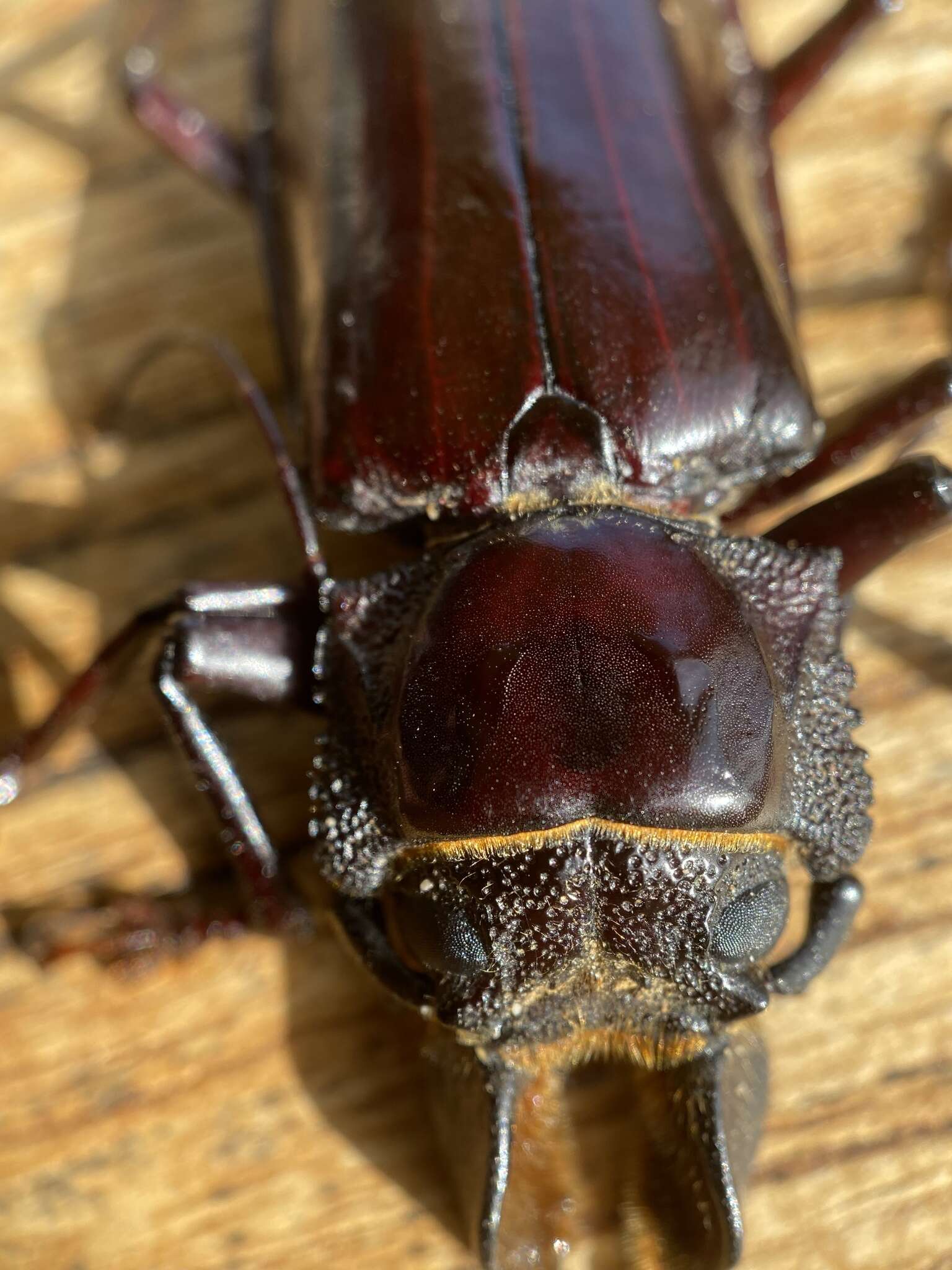 Image of Hovorodon bituberculatum (Palisot de Beauvois 1805)