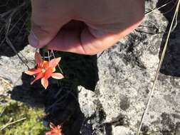 Слика од Aquilegia desertorum (M. E. Jones) Cockerell ex Heller