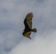 Image of Lesser Yellow-headed Vulture