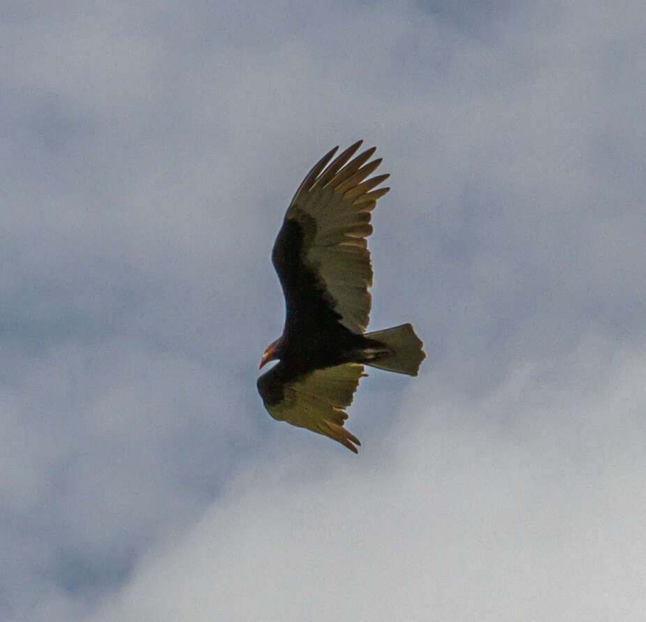 Image of Lesser Yellow-headed Vulture