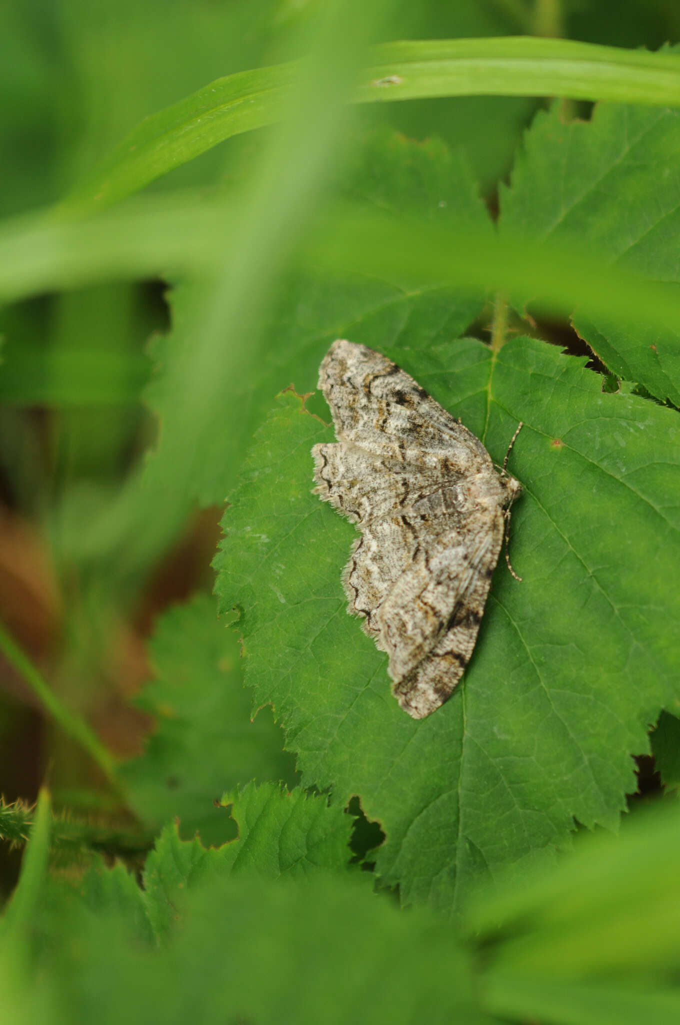 Image of mottled beauty