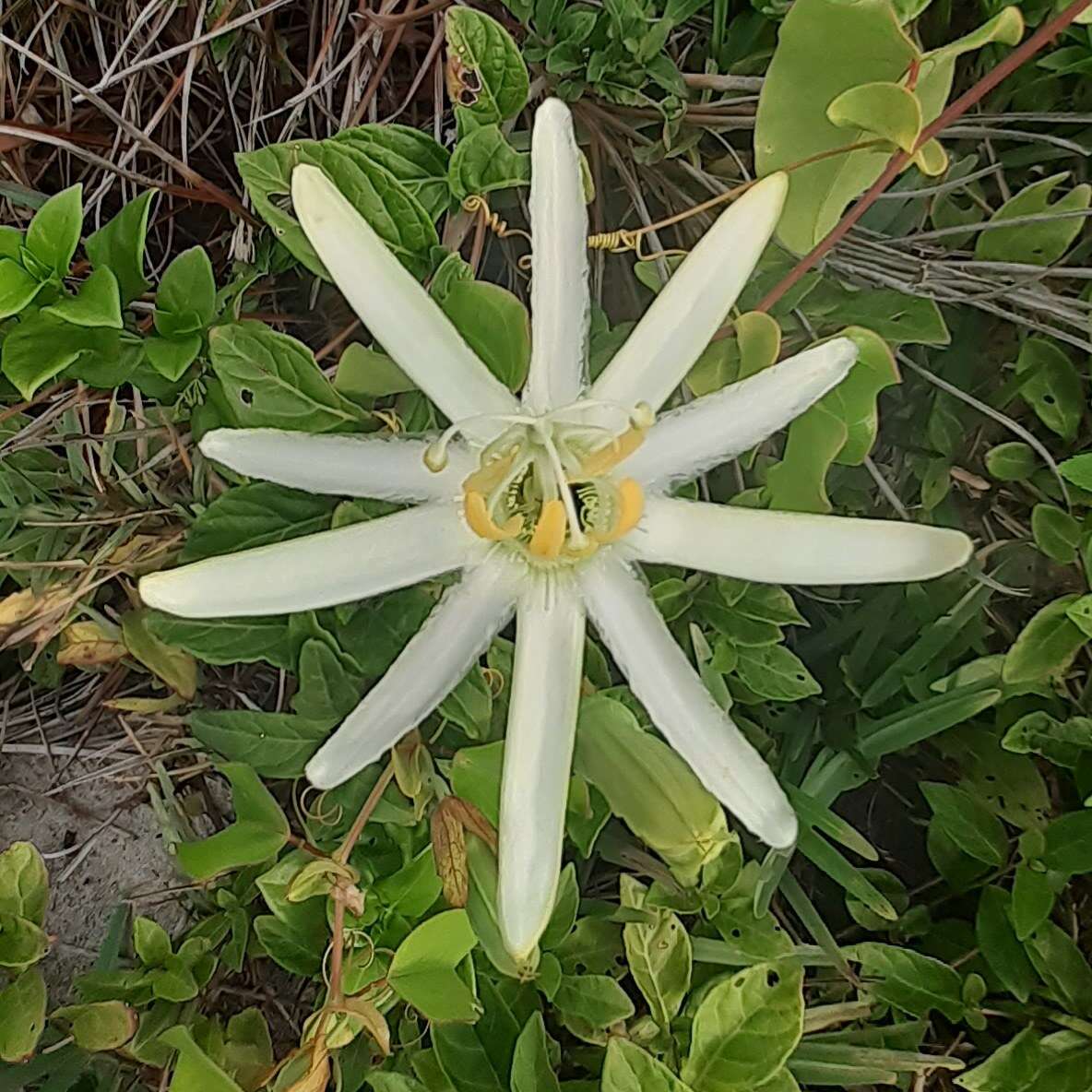 Image of Passiflora mucronata Lam.