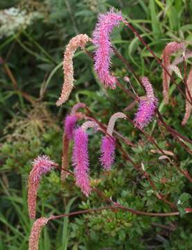 Слика од Sanguisorba hakusanensis Makino