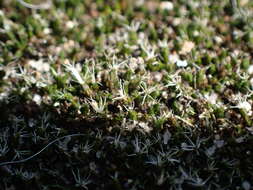 Image of grimmia dry rock moss