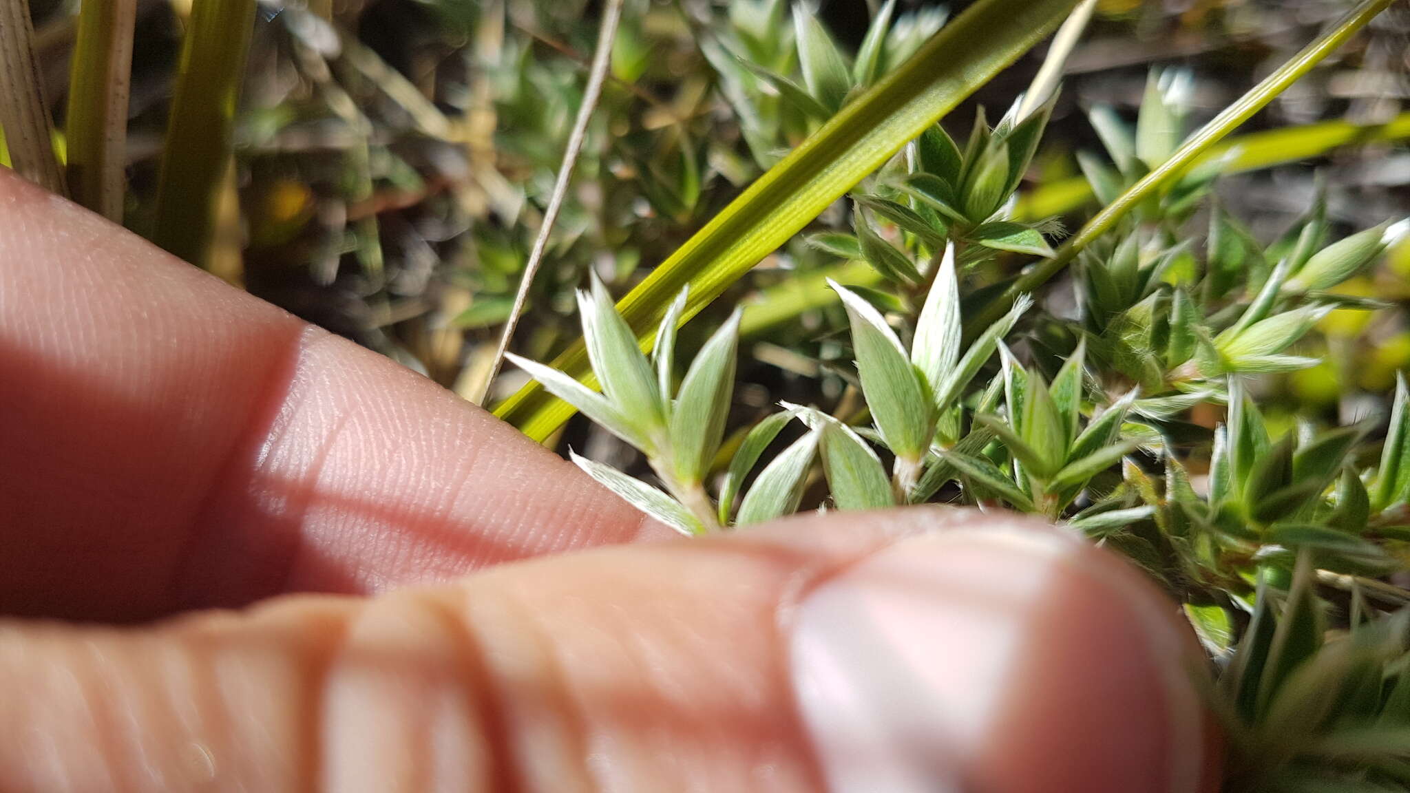 Image of Pimelea pseudolyallii Allan