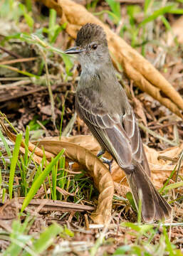 Image of Apical Flycatcher