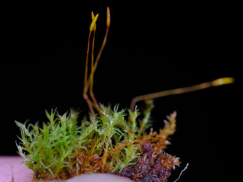 Image of tetraphis moss