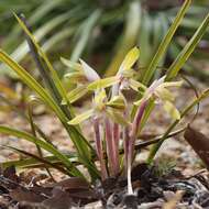 Sivun Cymbidium goeringii (Rchb. fil.) Rchb. fil. kuva