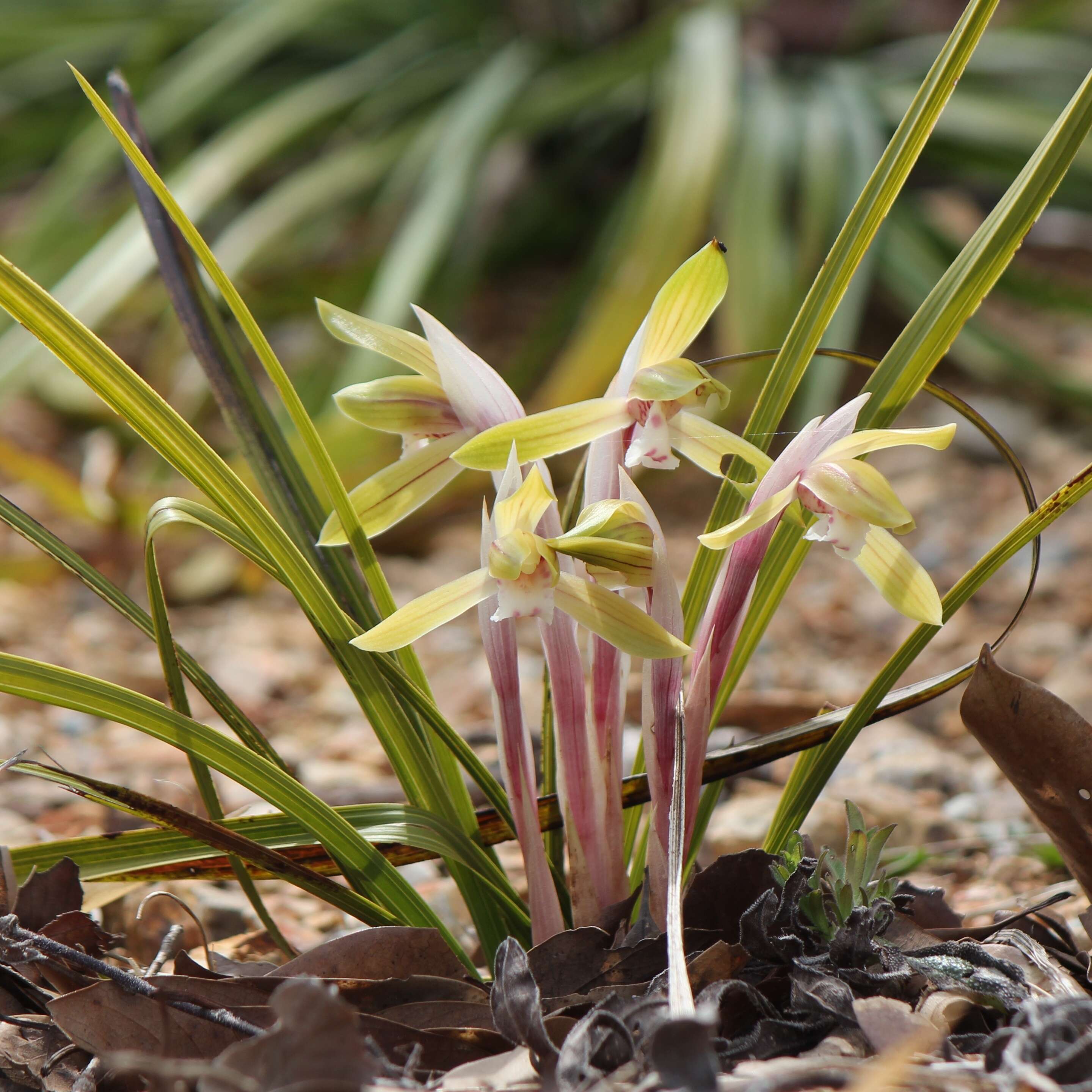 Image de Cymbidium goeringii (Rchb. fil.) Rchb. fil.