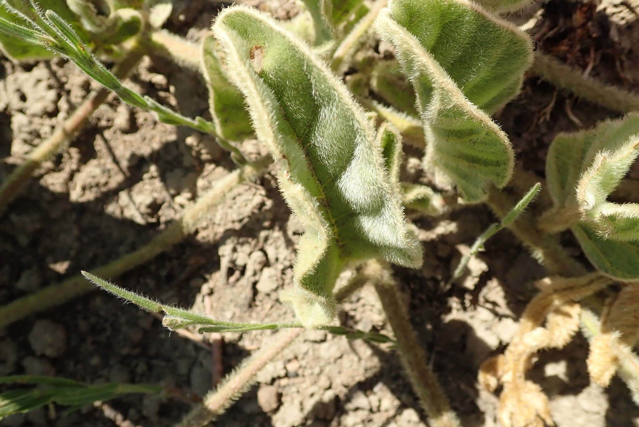 Image of Ipomoea pellita Hall. fil.