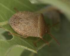 Image of Dendrocoris reticulatus Barber 1911