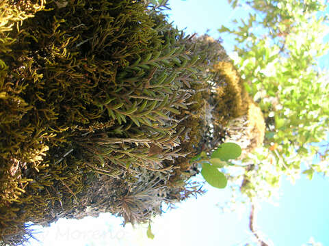 Image of Jacquiniella leucomelana (Rchb. fil.) Schltr.