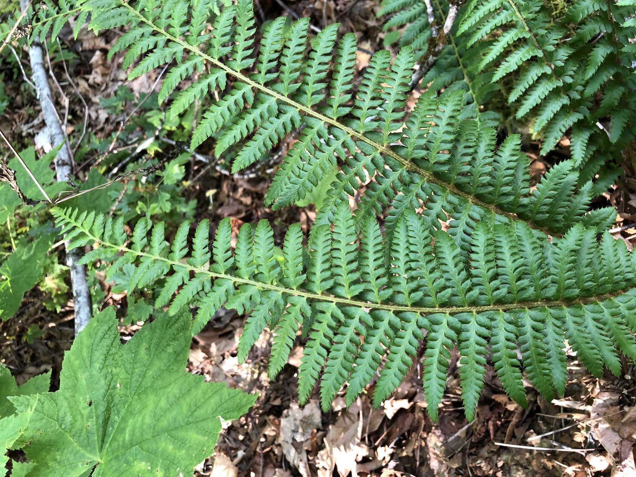 Image of Anderson's hollyfern