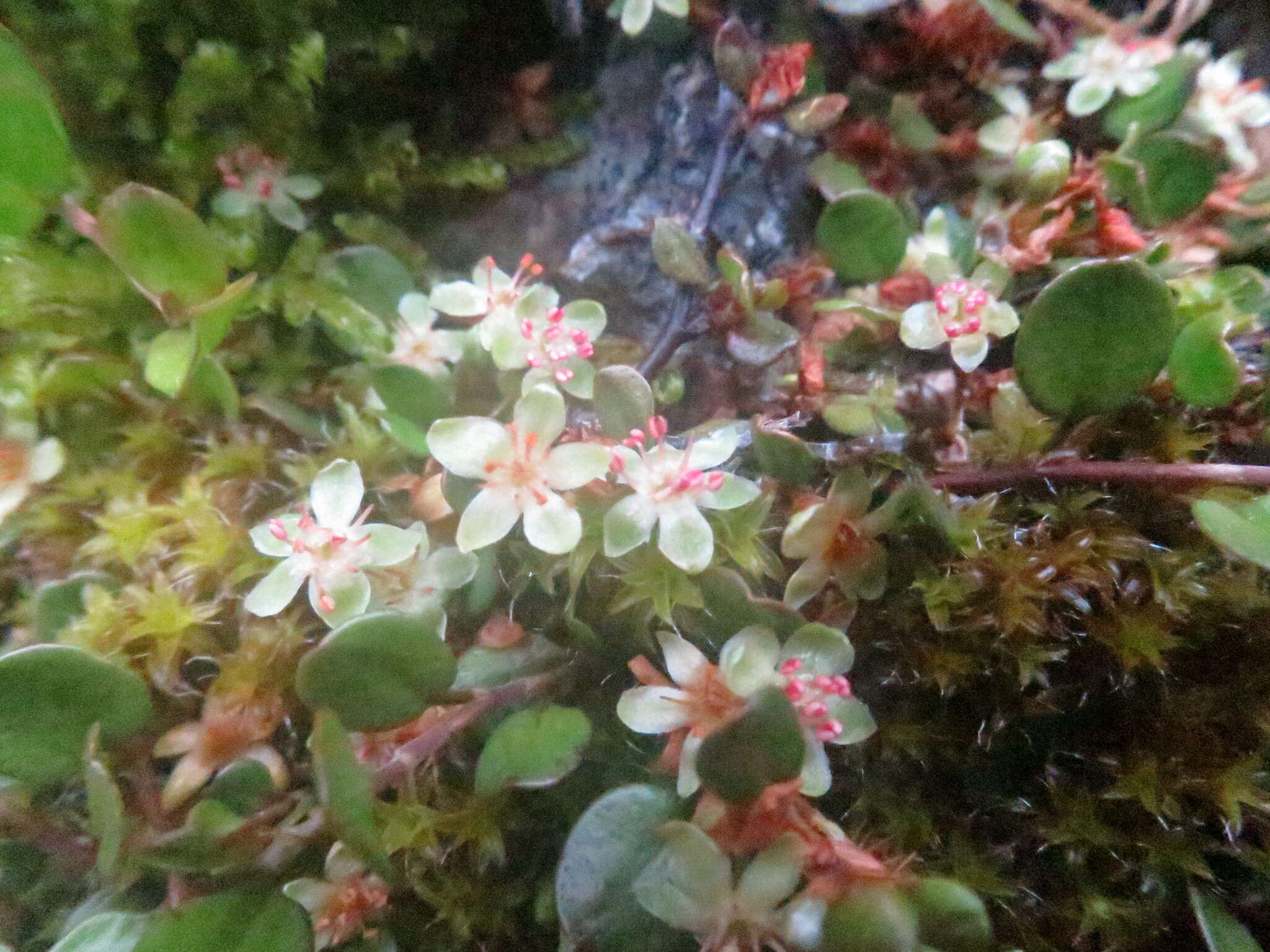 Image of sprawling wirevine