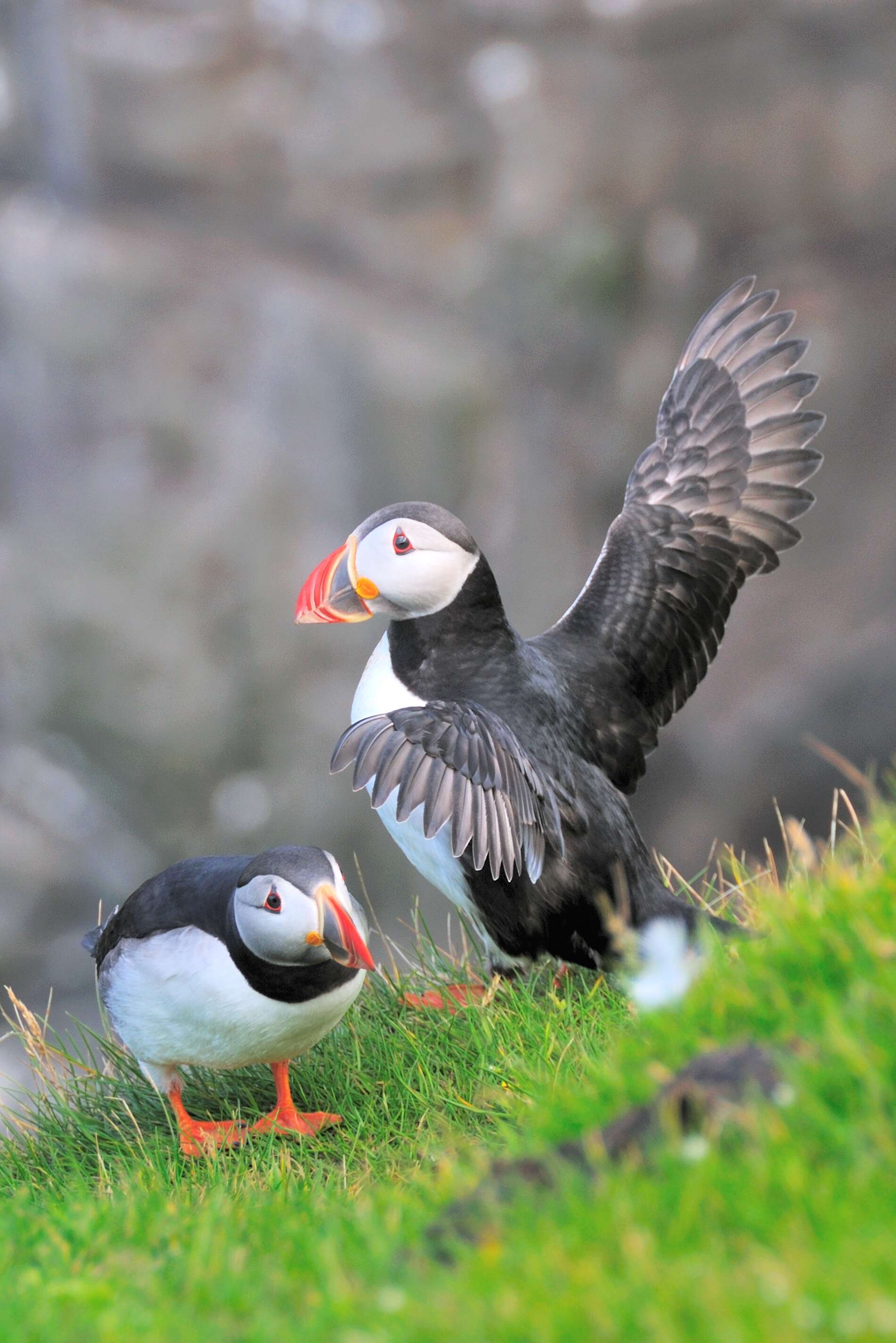 Image of Puffin