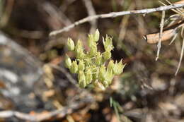 Image of European stonecrop